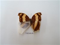 藏品(黃帶隱蛺蝶)的圖片